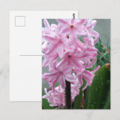 Fröhliche rosa Hyazinthe-Blume nach Frühlingsrenne Postkarte (Vorne/Hinten)