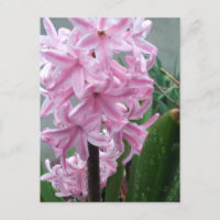 Fröhliche rosa Hyazinthe-Blume nach Frühlingsrenne