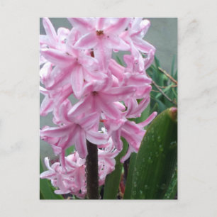 Fröhliche rosa Hyazinthenblüte nach Frühlingsregen Postkarte