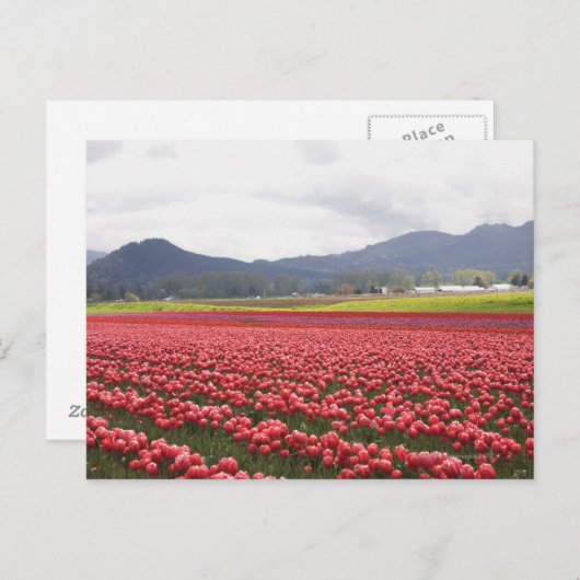 Fröhliche Tulpenfelder Teppichboden Skagit Valley Postkarte (Vorne/Hinten)