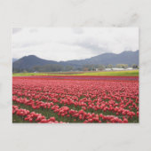 Fröhliche Tulpenfelder Teppichboden Skagit Valley Postkarte (Vorderseite)