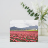 Fröhliche Tulpenfelder Teppichboden Skagit Valley Postkarte (Stehend Vorderseite)