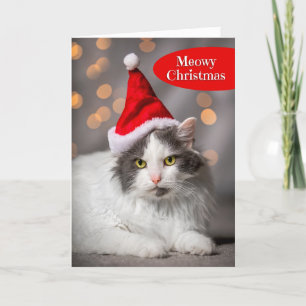 Fröhliche Weihnachten für jeden süßen Kater im San