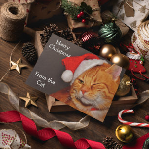Fröhliche Weihnachten von der Katze