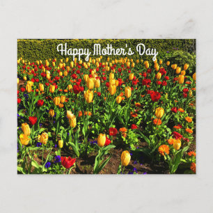 Fröhlicher Muttertag Rote und Gelbe Tulpen#1 Postk Postkarte