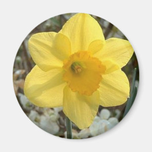 fröhliches Daffodil Magnet