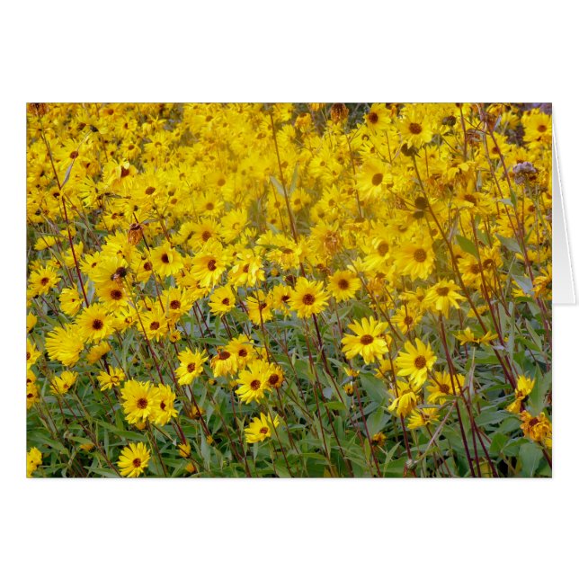Fröhliches Feld gelber Blumen (Vorderseite (Horizontal))