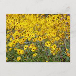 Fröhliches Feld gelber Blumen Postkarte