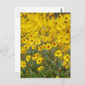 Fröhliches Feld gelber Blumen Postkarte (Vorne/Hinten)