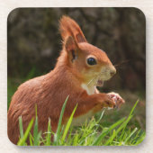 Fröhliches Rotes Eichhörnchen Getränkeuntersetzer (Vorderseite)