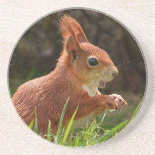 Fröhliches Rotes Eichhörnchen Getränkeuntersetzer