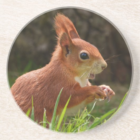 Fröhliches Rotes Eichhörnchen Getränkeuntersetzer (Vorne)