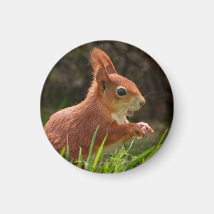 Fröhliches Rotes Eichhörnchen Magnet
