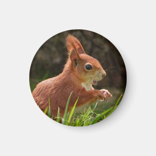 Fröhliches Rotes Eichhörnchen Magnet (Vorne)