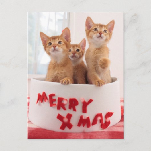 Fröhliches WeihnachtsKätzchen Feiertagspostkarte (Vorderseite)