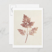 Fronds of Blätter, 1843 (b/w Foto) Postkarte (Vorne/Hinten)