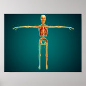 Front View Of Human Skeleton With Nervous Poster (Vorne)