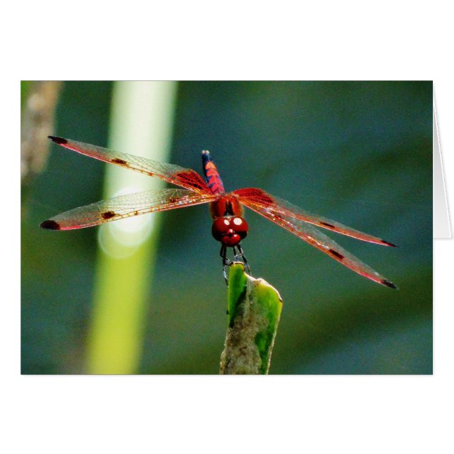Frontal Red and Black Dragonfly (Vorderseite (Horizontal))
