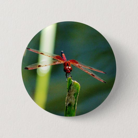 Frontal Red and Black Dragonfly Button (Vorderseite)