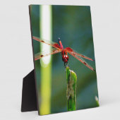 Frontal Red and Black Dragonfly Fotoplatte (Seite)