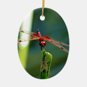 Frontal Red and Black Dragonfly Keramikornament