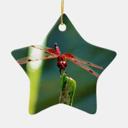 Frontal Red and Black Dragonfly Keramikornament (Vorne)