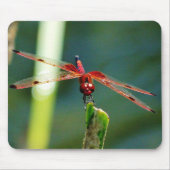 Frontal Red and Black Dragonfly Mousepad (Vorne)