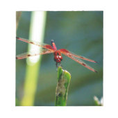 Frontal Red and Black Dragonfly Notizblock (Vorderseite)