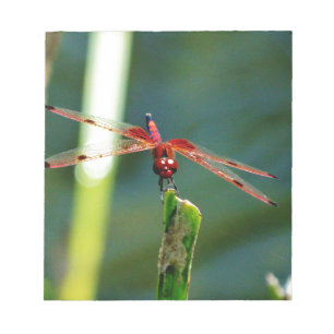 Frontal Red and Black Dragonfly Notizblock