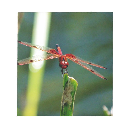 Frontal Red and Black Dragonfly Notizblock (Vorderseite)