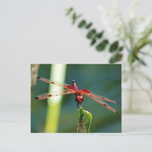 Frontal Red and Black Dragonfly Postkarte (Stehend Vorderseite)