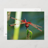 Frontal Red and Black Dragonfly Postkarte (Vorne/Hinten)