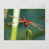 Frontal Red and Black Dragonfly Postkarte (Vorderseite)