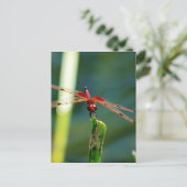 Frontal Red and Black Dragonfly Postkarte (Stehend Vorderseite)