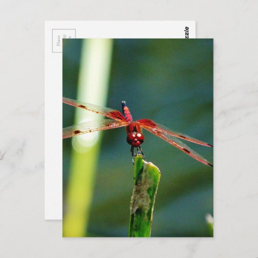 Frontal Red and Black Dragonfly Postkarte (Vorne/Hinten)