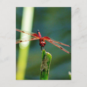 Frontal Red and Black Dragonfly Postkarte