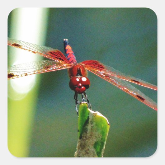 Frontal Red and Black Dragonfly Quadratischer Aufkleber (Vorderseite)