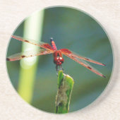 Frontal Red and Black Dragonfly Sandstein Untersetzer (Vorne)