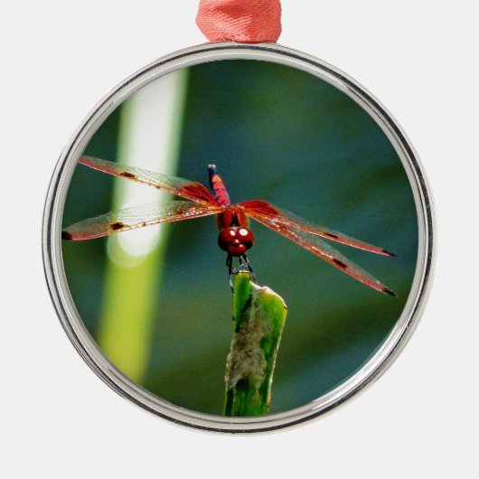 Frontal Red and Black Dragonfly Silbernes Ornament (Vorne)