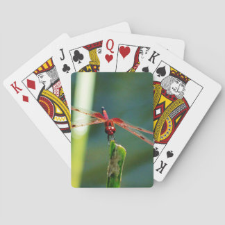 Frontal Red and Black Dragonfly Spielkarten