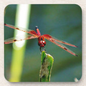 Frontal Red and Black Dragonfly Untersetzer (Vorderseite)