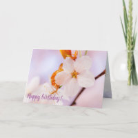 Frontalansicht der Sakura-Blume in der Frühjahrssa