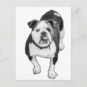 Frontale Pose, ruhiger Bulldogge Hinweis Postkarte