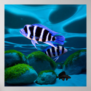Frontosa Cichlid Plecostomus Aquarium Fisch Poster