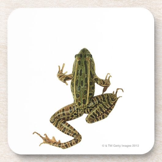 Frosch 2 getränkeuntersetzer (Vorderseite)
