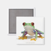 Frosch 2 magnet (Vorderseite/Rückseite)
