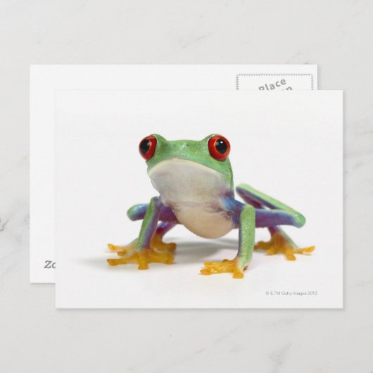 Frosch 2 postkarte (Vorne/Hinten)