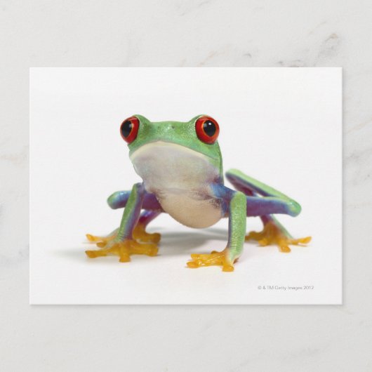 Frosch 2 postkarte (Vorderseite)