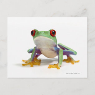 Frosch 2 postkarte