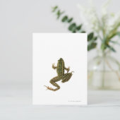 Frosch 2 postkarte (Stehend Vorderseite)